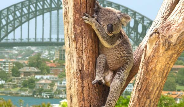  Nowa Zelandia, Australia - Po drugiej stronie Ziemi