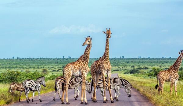  Kenia, Uganda, Rwanda - Trzy kraje Afryki Wschodniej